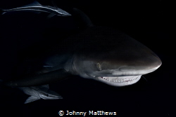 This image was captured off the coast of Florida. Using a... by Johnny Matthews 